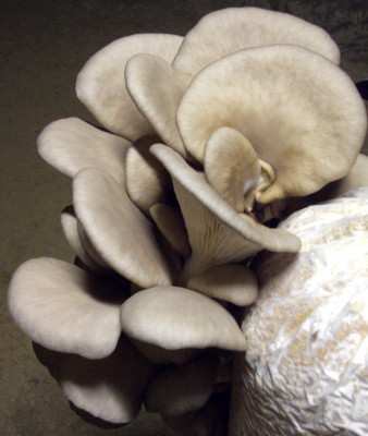 Austernpilz