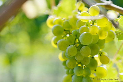 Jungwein