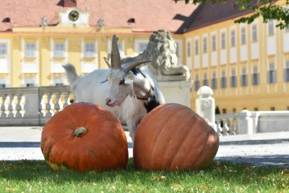 Herbstfest