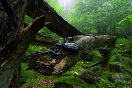 Wildnis