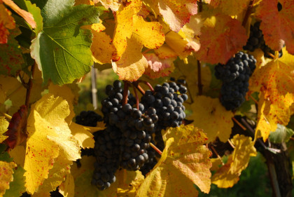 Weinherbst bei Familie Schwinner