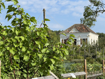 Obstbäume im ARCHE NOAH Schaugarten 
