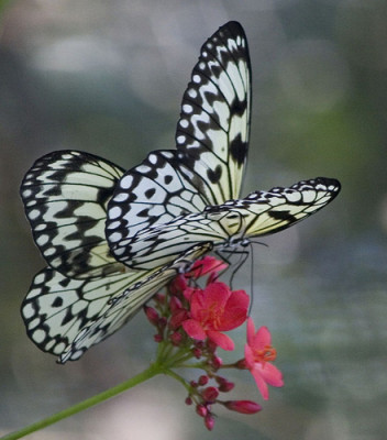 Schmetterling
