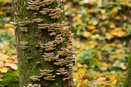 Pilze und Bäume