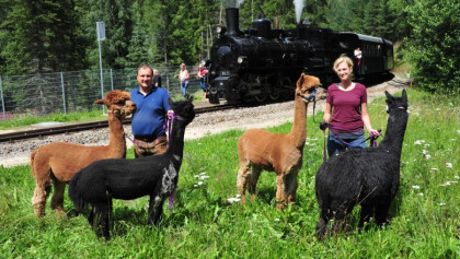 Alpakaexpress der Waldviertelbahn