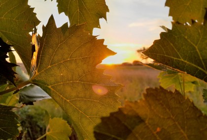 Sonnenuntergang im Weinviertel