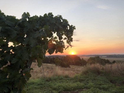 Sonnenuntergang in den Weinbergen