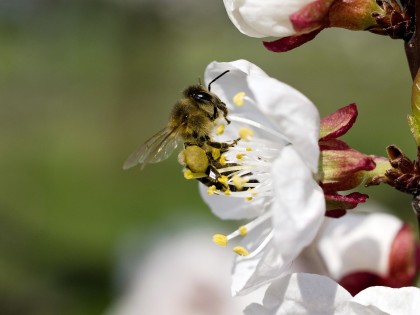 Blüte mit Insekt