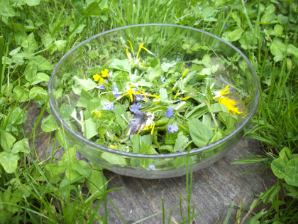 Wildkräuter anwenden und verarbeiten lernen