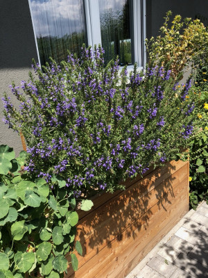 Kräuterbeet Naturkunde Hexengarten Angela Dangl
