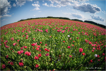 Mohnfotografie