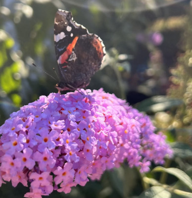 Schmetterling Naturkunde Hexengarten Angela Dangl