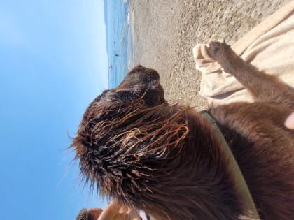 Mein Hund Atreju am Strand