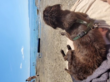 Hund Atreju am Strand