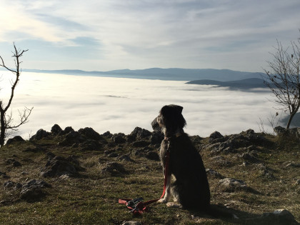 Wandern mit Hund