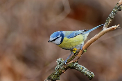 Blaumeise