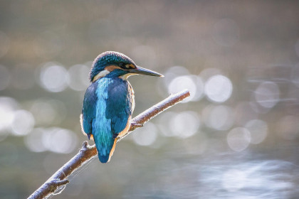 Eisvogel am Wasser