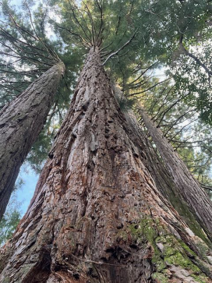 Baum