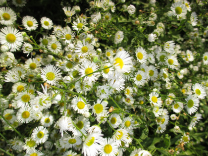 Blümchen