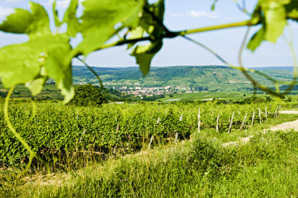 Riedenwanderung auf den Käferberg