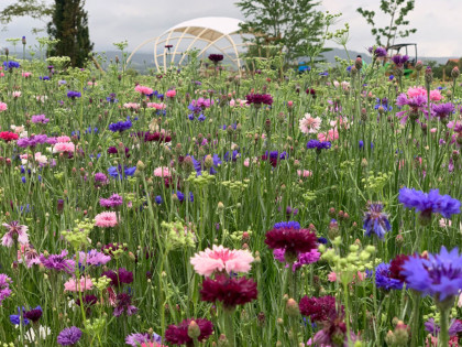 Oberleitner Gartenkultur