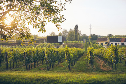 Das Weingut Loimer in Langenlois.