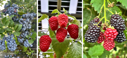 Heidelbeeren, Himbeeren und Brombeeren selberpflücken in Wurzers Beerenparadies in Wieselburg