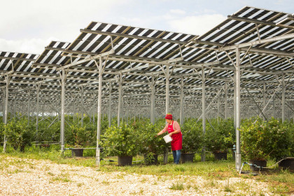 Beeren selber pflücken in Wurzers Beerenparadies in Bodensdorf bei Wieselburg