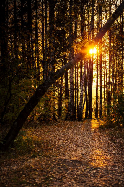 Wald Abend