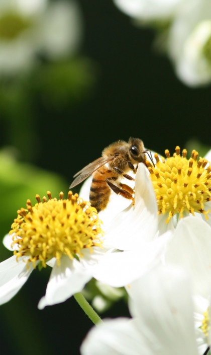 more than honey