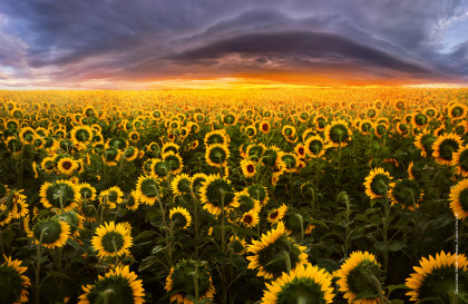 Empire of the Sun
