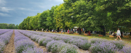 Lavendelfest