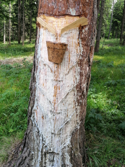 Pechbaum Hohe Wand