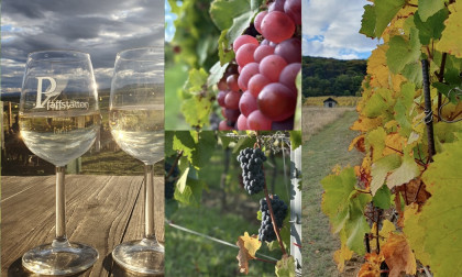 Weinwandern in Pfaffstätten