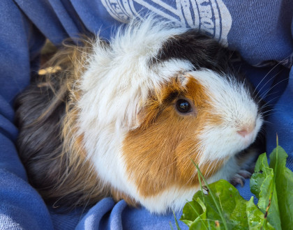 Meerschweinchen beim Füttern