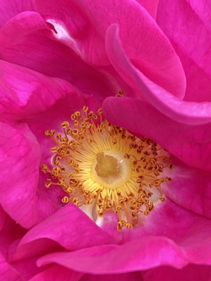 Apothekerrose
