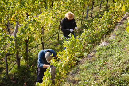 Weinlese in der Wachau
