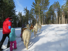 Lamawanderung Hohe Wand