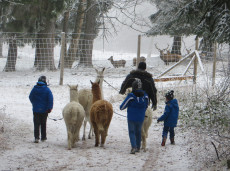 Lamawanderung Hohe Wand