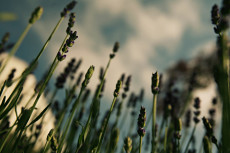 Lavendel
