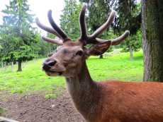 Hirsch im Bast 