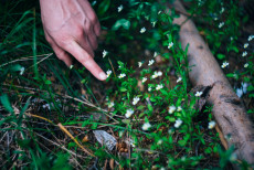 Ackerstiefmütterchen