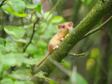 Haselmaus