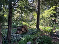 Schattengarten Praskac