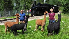 Alpakaexpress der Waldviertelbahn