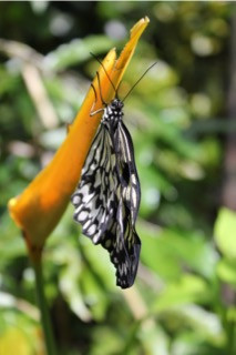 wunderbare Schmetterlinge Naturkunde Hexengarten Angela Dangl