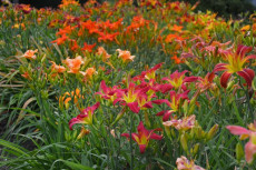 Oberleitner Gartenkultur