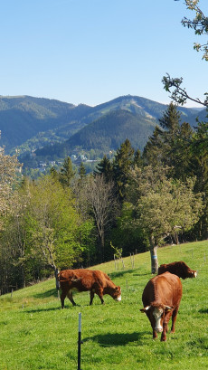 Semmeringblick