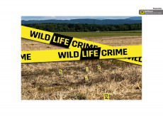 Erlebte Natur: wildLIFEcrime