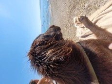 Mein Hund Atreju am Strand